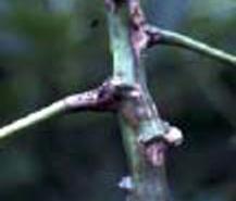 mango anthracnose disease