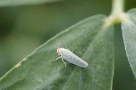 mango leaf hopper