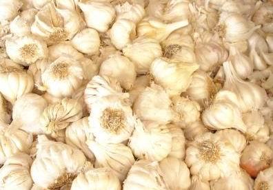 Garlic (Allium sativum)