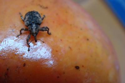 Amazing Scientific Facts The Life Cycle Of An Insect Inside A Mango Fruit