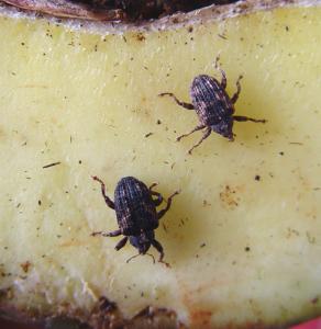 Mango Seed Weevil Infonet Biovision Home