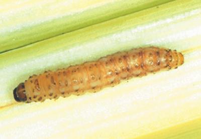 Chilo Partellus