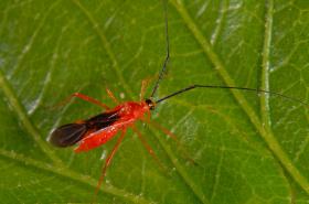 Mango Tree Pests