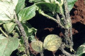 Controlling Aphids On Bean Plants