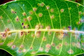 Gall Flies