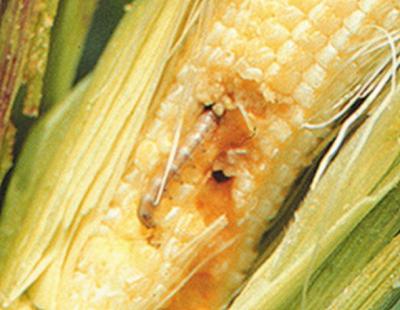 Maize Stem Borer
