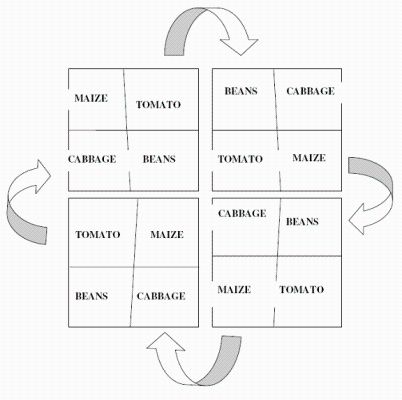 Crop Rotation Infonet Biovision Home