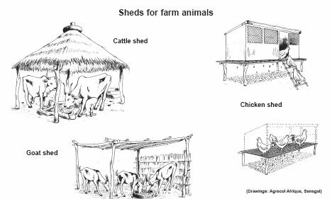 Goat Shed Plans