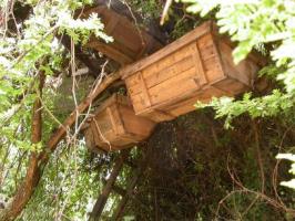 Beekeeping Infonet Biovision Home