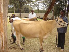 Cattle Breeds And Breeding Infonet Biovision Home