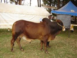 Sahiwal And Jersey Cow Breeds Most Suitable For Arid And Semi Arid