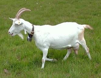 Goats New With Animal Welfare Information Infonet Biovision Home