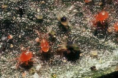 spider mite life cycle