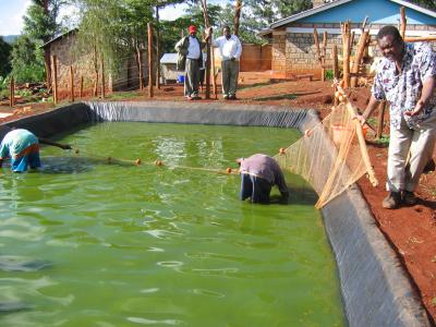 Fish Farming at Home