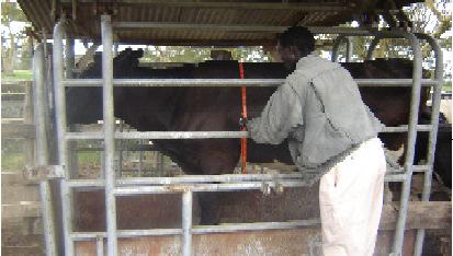 Animal nutrition and feed rations | Infonet Biovision Home. Animal nutrition and feed rations | Infonet Biovision Home.