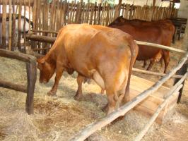 Allowing Ruminants to graze vs providing feeds for them in a confinement, find out which is better