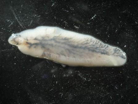 Worm Infestation on Ruminant Animals: Symptoms and Treatment Worm Infestation on Ruminant Animals: Symptoms and Treatment
