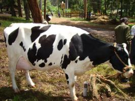 Cattle Breeds And Breeding Infonet Biovision Home