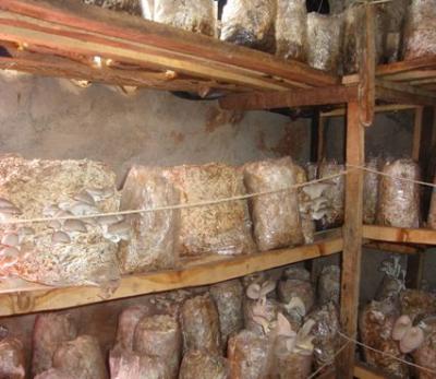 Mushrooms Infonet Biovision Home