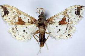 Fruit Borer