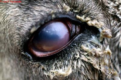Eye Problems New Infonet Biovision Home