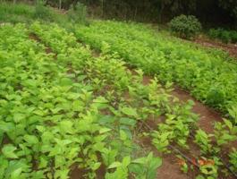Mulberry Trees Infonet Biovision Home Well Elished Nursery