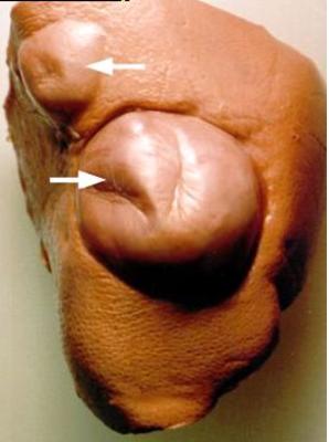 Worm Infestation on Ruminant Animals: Symptoms and Treatment