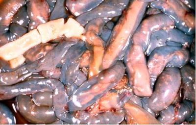 Worm Infestation on Ruminant Animals: Symptoms and Treatment