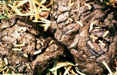 Worm Infestation on Ruminant Animals: Symptoms and Treatment