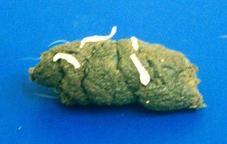 Canine Worms In Stool tapeworm in Canine Worms In Stool tapeworm in