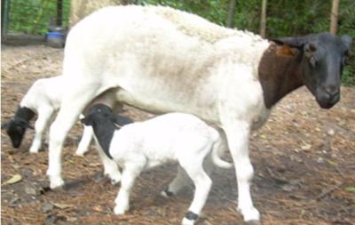 Sheep New With Animal Welfare Information Infonet Biovision Home