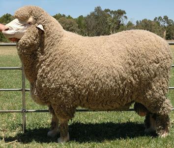 Sheep New With Animal Welfare Information Infonet Biovision Home