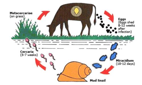 Worm Infestation on Ruminant Animals: Symptoms and Treatment