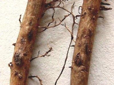 Banana Roots