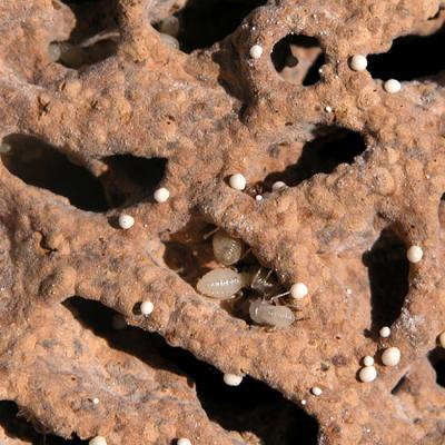 Termites and fungi in Kenya (c) Zipporah Osiemo