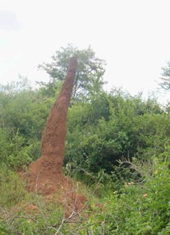 Termite Macrotermes jeanneli mound at Marigat, Kenya. (c) Zipporah Osiemo