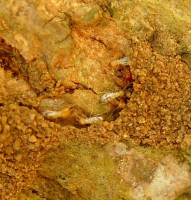 Close-up of termites on mango stem (Coptotermes formosanus) (c) A. M. Varela, icipe
