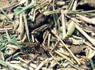Harvester termites taking plant material into the nest. (c) B. Loehr, icipe