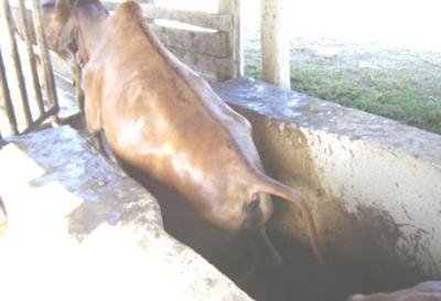 A cow walking out of a plunge dip © W. Ayako, KARI Naivasha