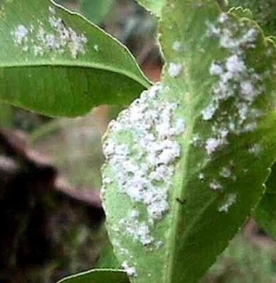 citrus whitefly whiteflies woolly plant floccosus pests plants stages biovision infonet common garden icipe immature hawaii mature