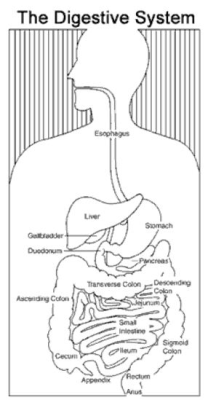47+ how long does food coloring stay in your digestive system Blood metals heavy throughout lines which intolerance sugar above body particles indicates continuing should lab second health would doing into