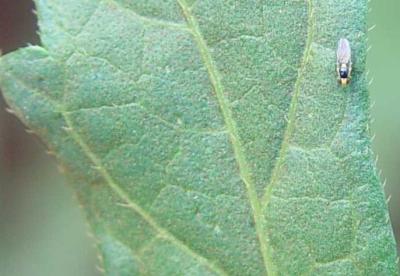 Leafmining fly on okra leaf