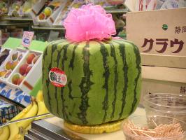 Square watermelon in Japan