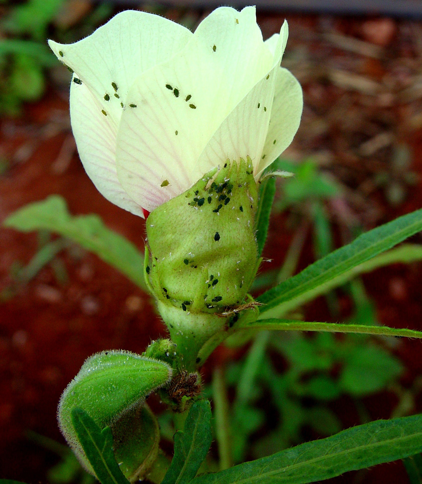 Okra Biovision Home.