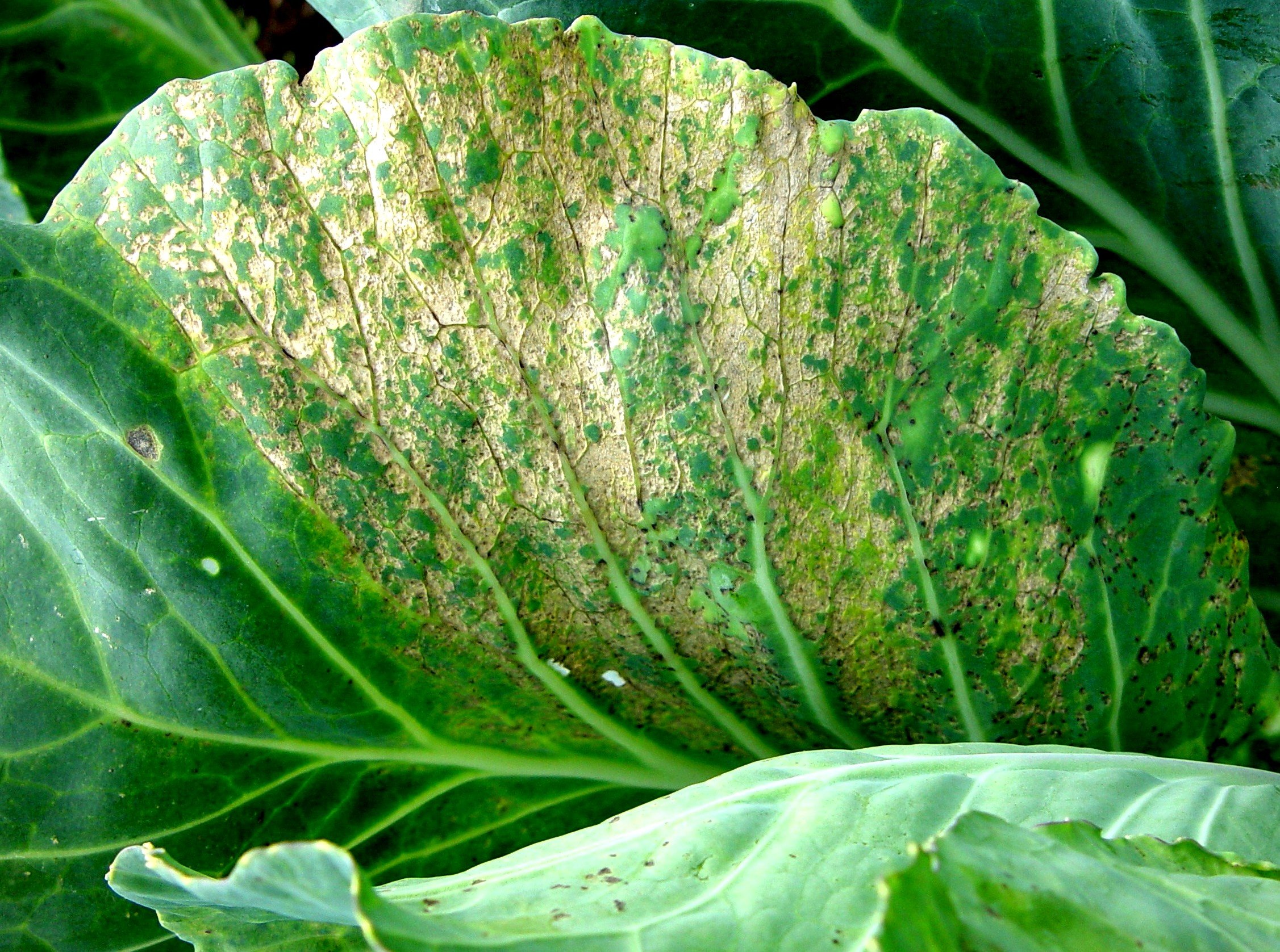 Downy mildew Biovision Home.
