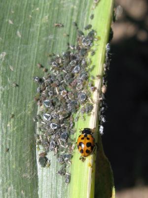 Natural Treatment For Aphids On Citrus Natural Treatment For Aphids On Citrus
