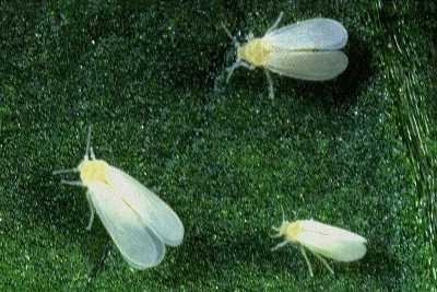 Tobacco whitefly Bemisia tabaci adult 