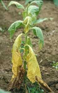 Bacterial wilt symptoms on tobacco plant