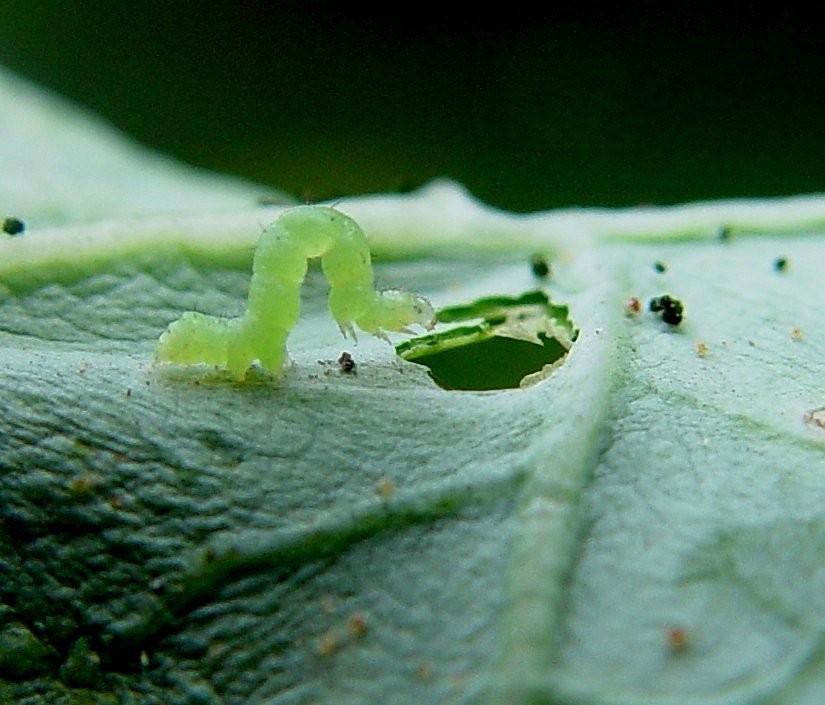 Cabbage looper Biovision Home.