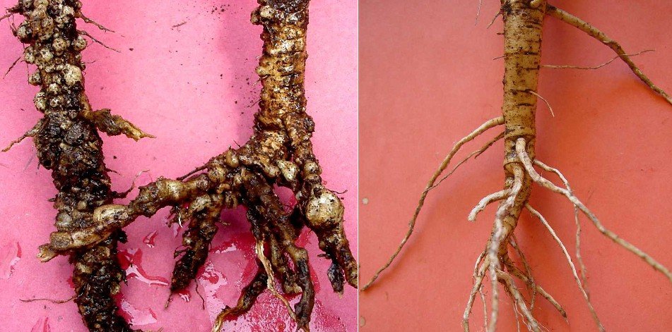 root knot nematode